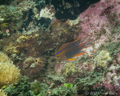 Neoglyphidodon crossi