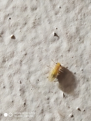 Hemipsocidae