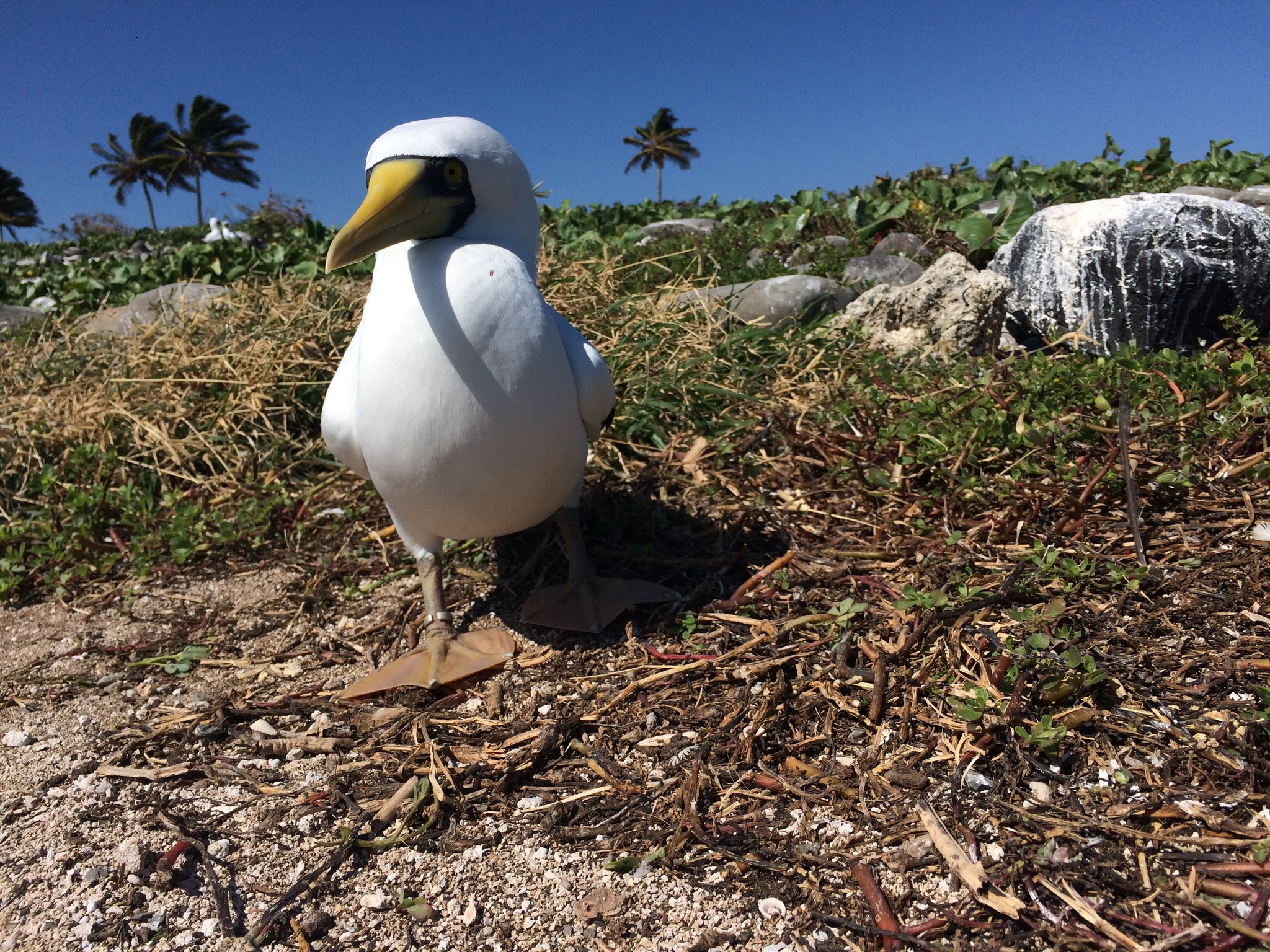 Masked Booby