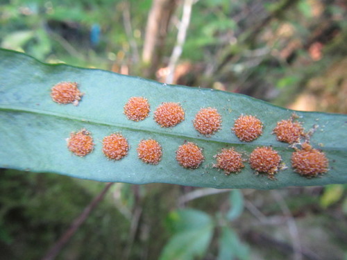 Image of Smooth Lance-Fern (Lepisorus schraderi) by (c) douglaseustonbrown, some rights reserved (CC BY-SA)