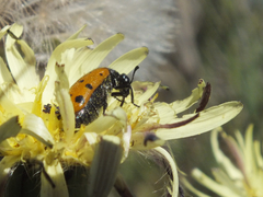 Hycleus duodecimpunctatus