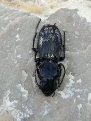 Tanythrix edura
