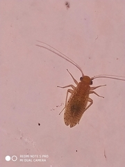 Hemipsocidae