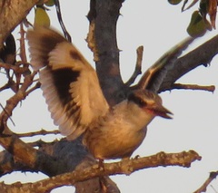 Halcyon chelicuti chelicuti