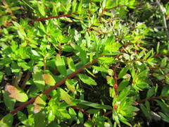 Laurembergia repens