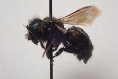 Osmia lignaria propinqua