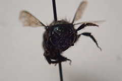 Osmia lignaria propinqua