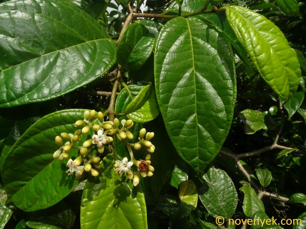 Cordia elliptica