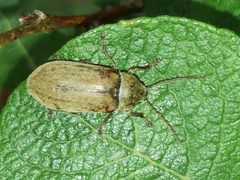 Dascillus cervinus
