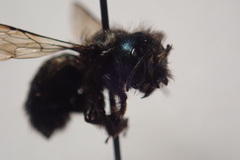 Osmia lignaria propinqua