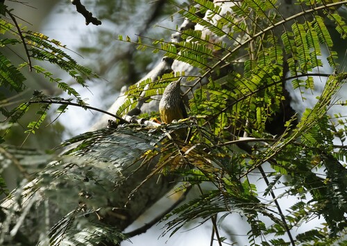 Tit Hylia (Pholidornis rushiae), photo 1