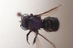 Osmia lignaria propinqua