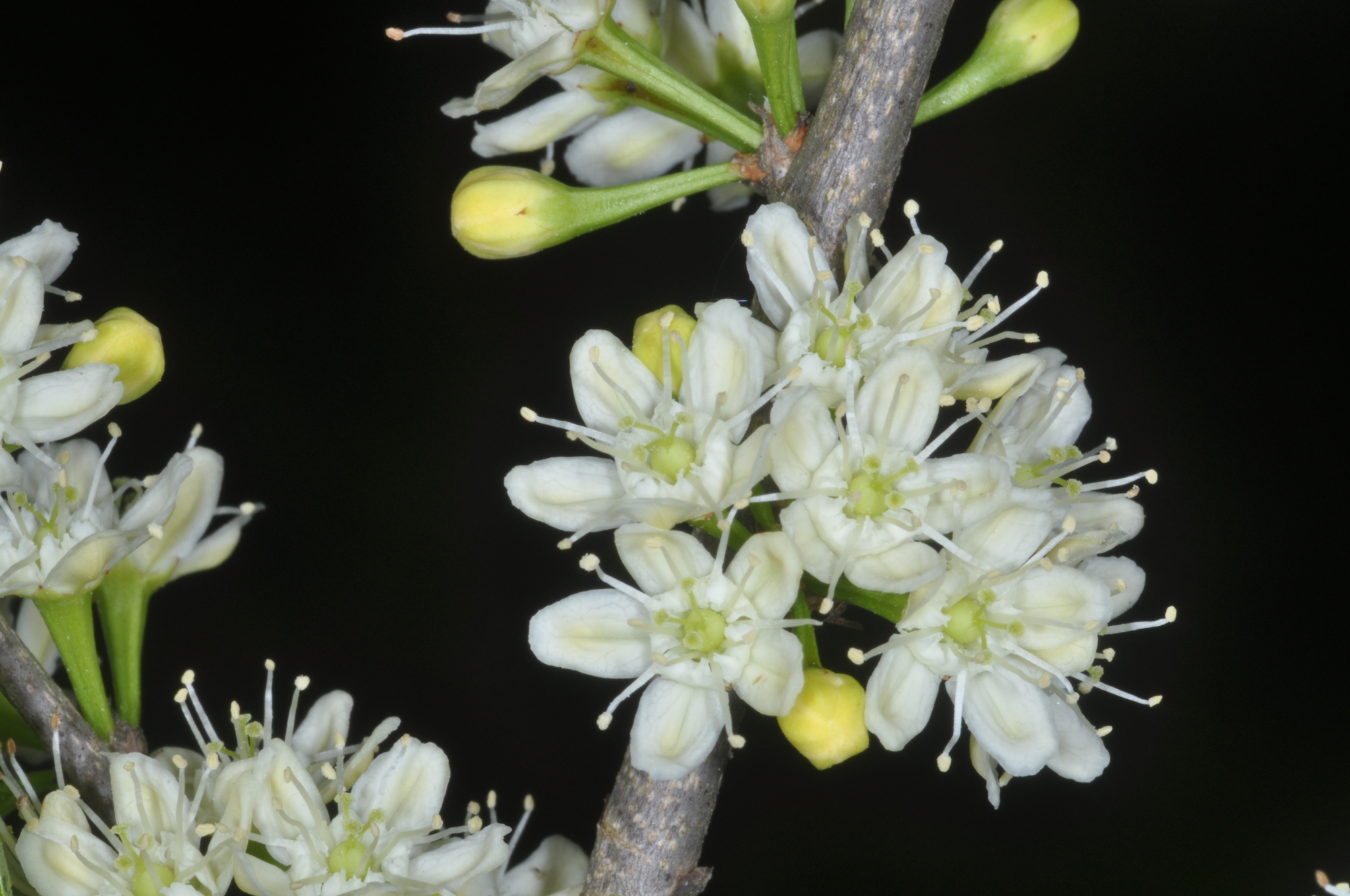 Erythroxylum argentinum
