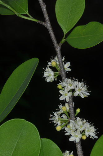 Erythroxylum argentinum, photograph 2