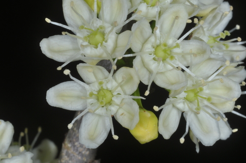 Erythroxylum argentinum, photograph 3