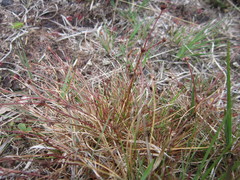 Juncus bulbosus