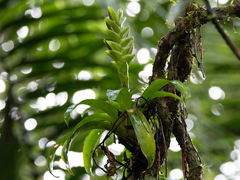 Vriesea heliconioides (Vriesea heliconioides)