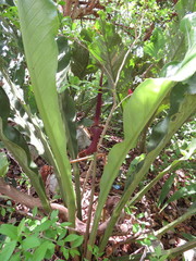 Anthurium schlechtendalii
