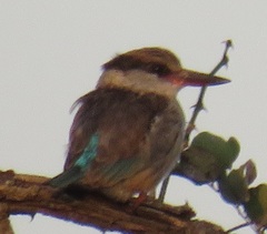 Halcyon chelicuti chelicuti