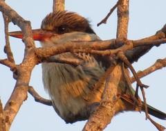 Halcyon chelicuti chelicuti