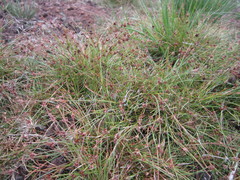 Juncus bulbosus