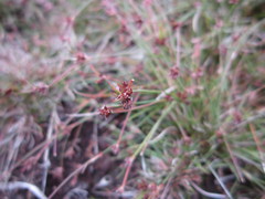 Juncus bulbosus