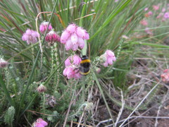 Bombus