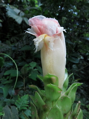 Costus guanaiensis