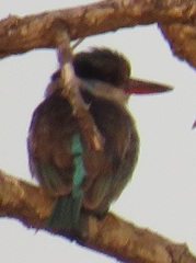 Halcyon chelicuti chelicuti