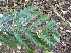 Retrophyllum rospigliosii