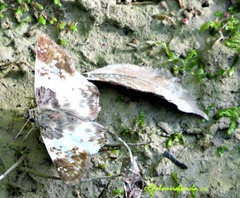 Polyctor cleta