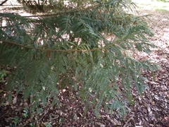 Retrophyllum rospigliosii