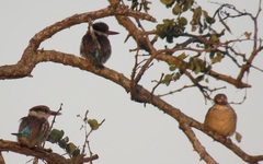 Halcyon chelicuti chelicuti