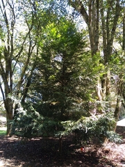 Retrophyllum rospigliosii