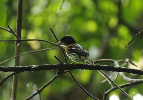 Rufous-sided Broadbill (Smithornis rufolateralis), photo 6
