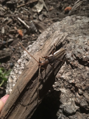 Ortholeptura valida