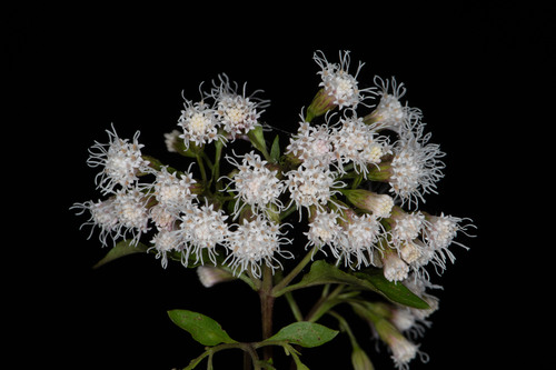 Chromolaena