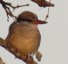 Halcyon chelicuti chelicuti