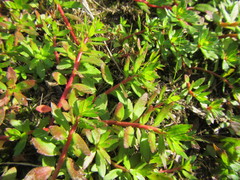 Laurembergia repens