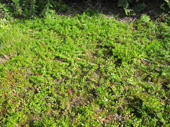 Laurembergia repens