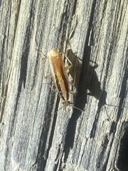 Namablatta bitaeniata