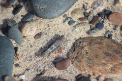 Trimerotropis huroniana