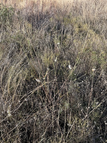 Image of Oenothera glaucifolia by (c) Sam Kieschnick, some rights reserved (CC BY)