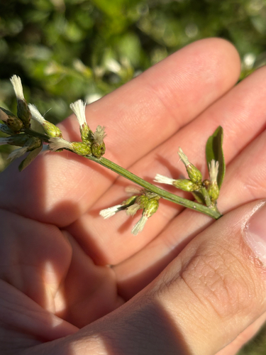 Image of Baccharis glomeruliflora by no rights reserved