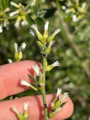 Image of Baccharis glomeruliflora by no rights reserved
