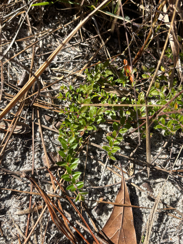 Image of Lechea mucronata by no rights reserved