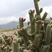 Cane Cactus - Photo (c) arutamecotours, some rights reserved (CC BY-NC), uploaded by arutamecotours