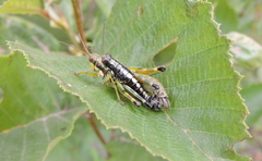 Booneacris glacialis