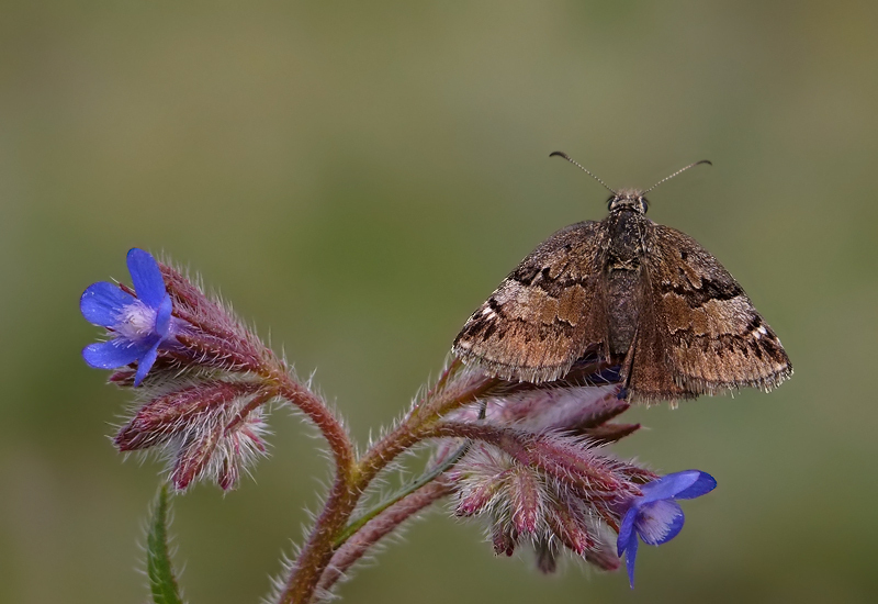 Inky Skipper