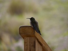 Oreotrochilus chimborazo
